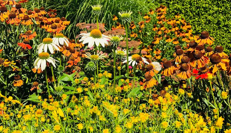 Blumen Maibachgartenbau